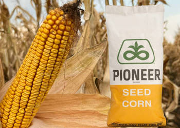 Kukurydza Pioneer P9944 na ziarno kiszonkę FAO 270
