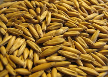 Sprzedam Owies dla Koni