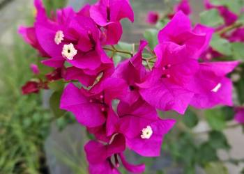 bugenvilla