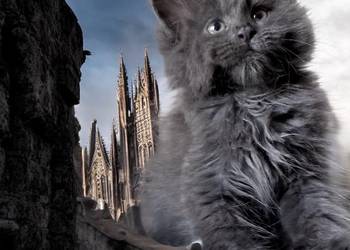 Maine Coon - kotki !