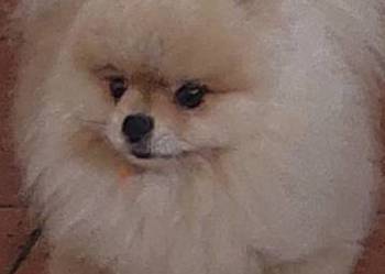Pomeranian ZKwP FCI szpic miniaturowy rasowy