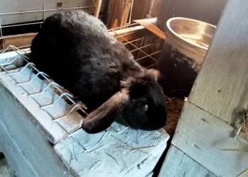 Sprzedam młodą  kotna samice królika