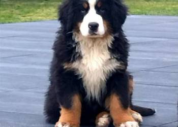 Berneński Pies Pasterski