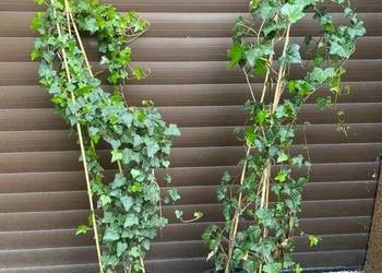 Duże bluszcze Hedera Helix 160cm -250cm