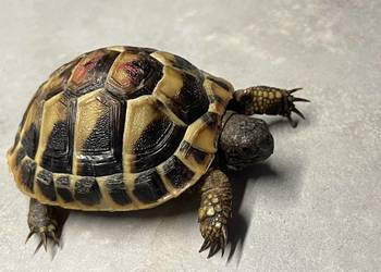 Żółw lądowy | terrarium wyposażenie | transport