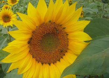 Rodzina pszczela na ramce Dadant.