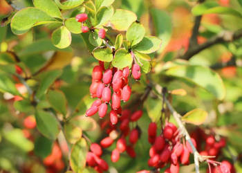 BERBERYS POSPOLITY Berberis vulgaris - NASIONA 600 sztuk - 10g