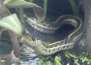 Wąż Pończosznik Wąż Pończosznik