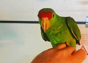 Amazonka Krasnogłowa Viridigenalis ręcznie karmiona oswojona pupil