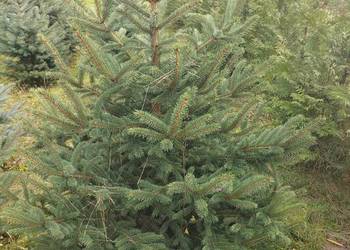 Choinki świąteczne (świerk srebrny)