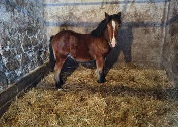 Źrebak 10 miesięczny Zimnokrwisty Maści Ciemny Gniady swojego chowu .