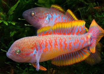 Głowaczyk barwny - Tateurndina Ocellicauda - WYSYŁAMY
