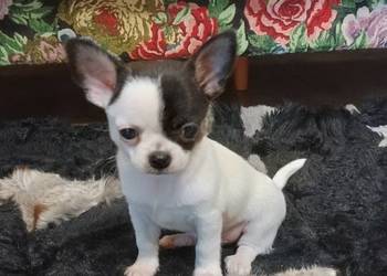 Chihuahua piękny malutki xxs *EFEKT* PIRAT czip