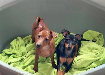 Pinczer, pinczery,  pinczerki miniaturowe z metryczkami FCI