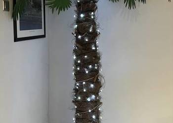 Palma sztuczna(liście),pień prawdziwy  Wysokość całości 2,4m