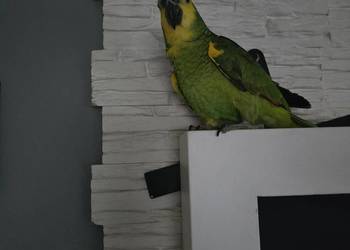 Amazonka niebieskoczelna rezerwacja