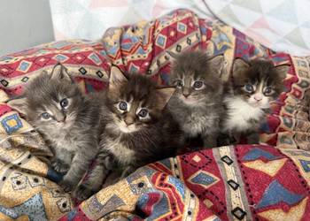 Kocięta Maine Coon - odbiór na Walentynki