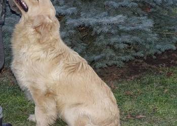Golden retriever 10 miesięczny