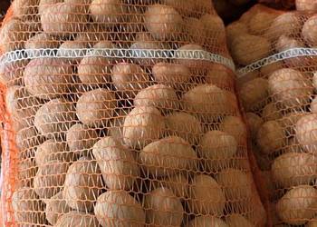 Ziemniaki Sadzeniaki Soraya Queen Anna