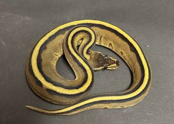 Pyton regius - Genetic Stripe