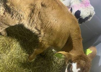 Byczki byk jałówki