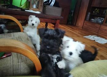 Sznaucer miniaturowy