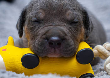 American Bully XL