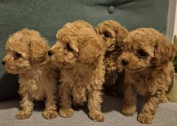 Zarejestrowany pudel toy