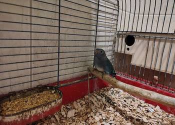 Łąkowka Wspaniała