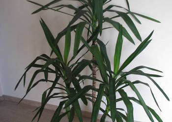 Juka – piękny, zdrowy, duży kwiat doniczkowy,  3-pienny, 1,6 m