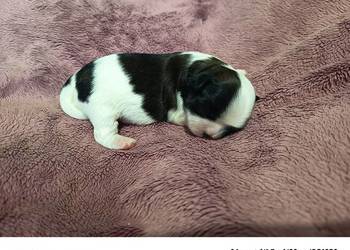 Suczka Shih-tzu