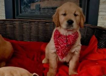 Linia amerykańska  Golden Retriever zloty/ rudy ZKPL/ DNA-genetyka