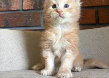 Maine Coon - Ozzy