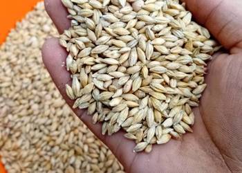 Jęczmień ozimy około 3t Jęczmień ozimy około 3t