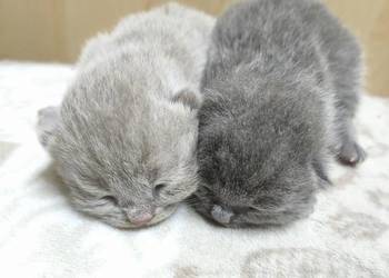 Koty brytyjskie kocurki, rodowód, blue i liliowy krótkowłosy