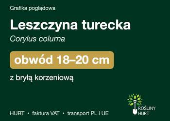 Leszczyna turecka (Corylus colurna) obwód 18-20 cm, z bryłą – HURT