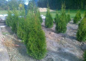 Thuja Szmaragd tuja 130cm/90zm  trzmielina bluszcz Poznań