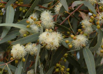 GUMA RZECZNA Eucalyptus camaldulensis  NASIONA 100g