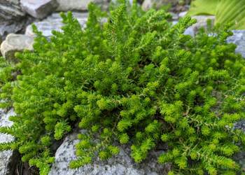 Rozchodnik złocisty