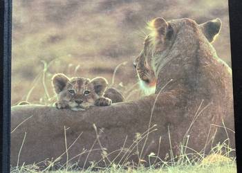 The Wildlife Year (Reader’s Digest)