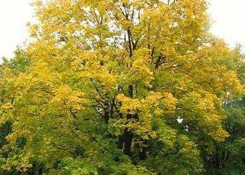 Klon zwyczajny (Acer platanoides) obwód 8-10 cm, wys. 3-4 m, z gruntu