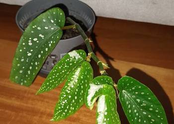 Begonia nr 1, kwiat rosnący
