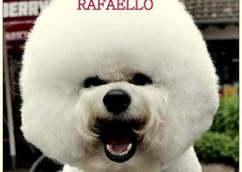 szczenięta bichon frise z rodowodem FCI po importach ,