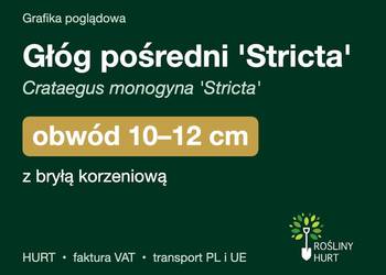 Głóg pośredni 'Stricta' obwód 10-12 cm, z bryłą – HURT