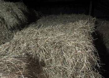 Sprzedam siano w kostce
