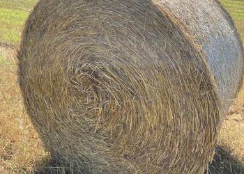 Słoma w belach 120 do 200 Słoma w belach 120 do 200