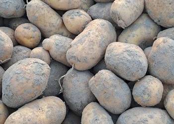 Ziemniaki 1,6zł/kg