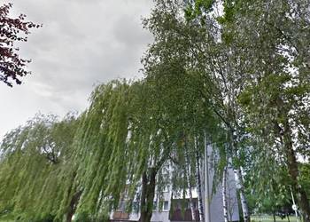 Usuwanie jemioły z drzew, tel. Wrocław, Jemioła wycięcie
