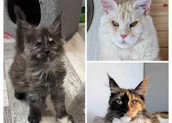Maine Coon kotka opcja do hodowli po Championach