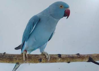 aleksandretty obrożne młode 25r zielone zółte niebieskie